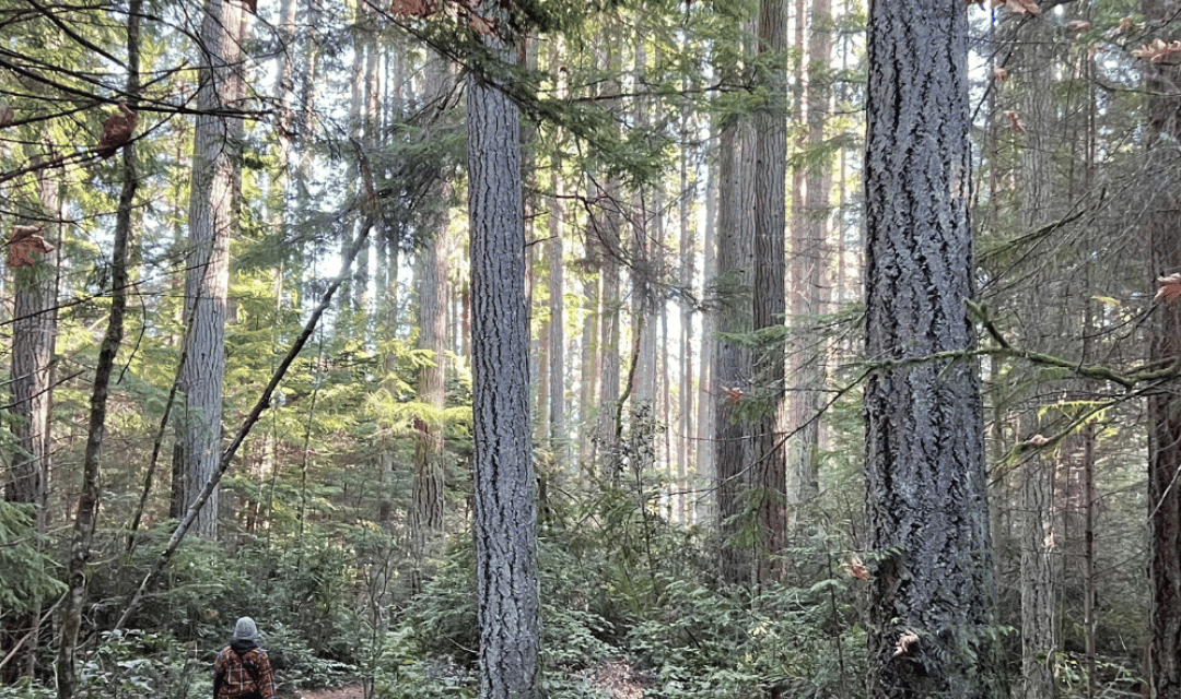 Unleashing Fun: Dog-Friendly Adventures on Bainbridge Island