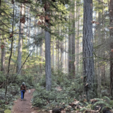 a photo of person walking dog in the woods