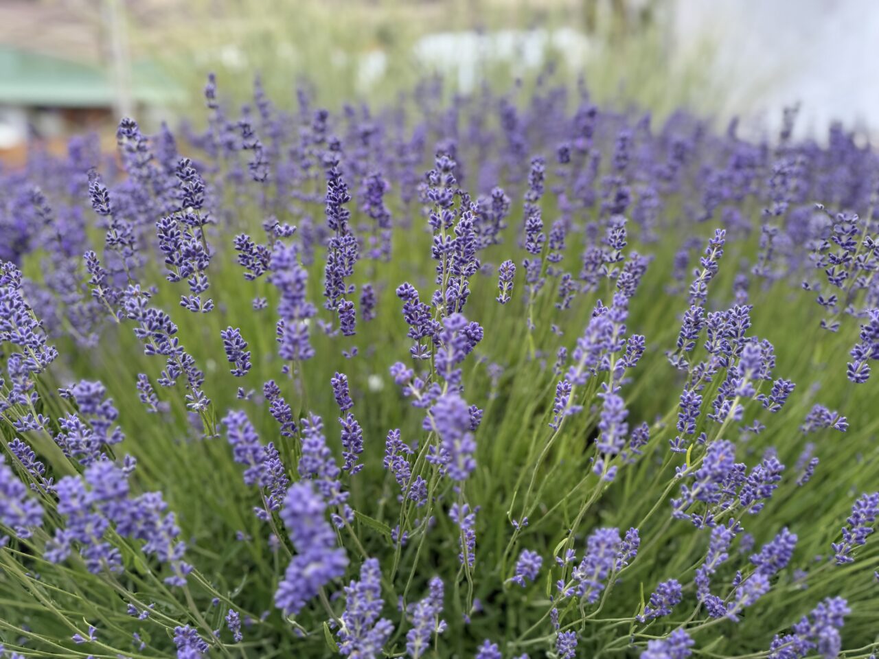 Lavender