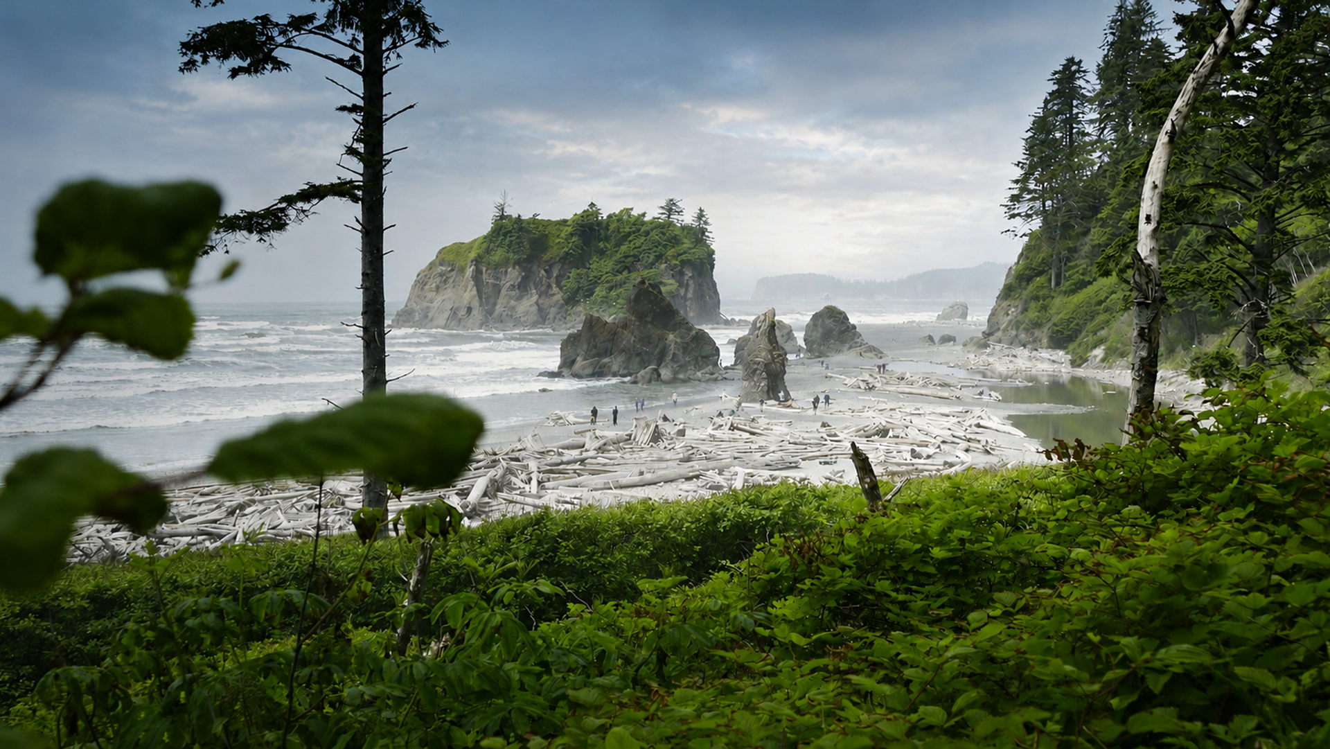 olympic-peninsula https://janecarhart.com/wp-content/uploads/2026/06/olympic-peninsula.png