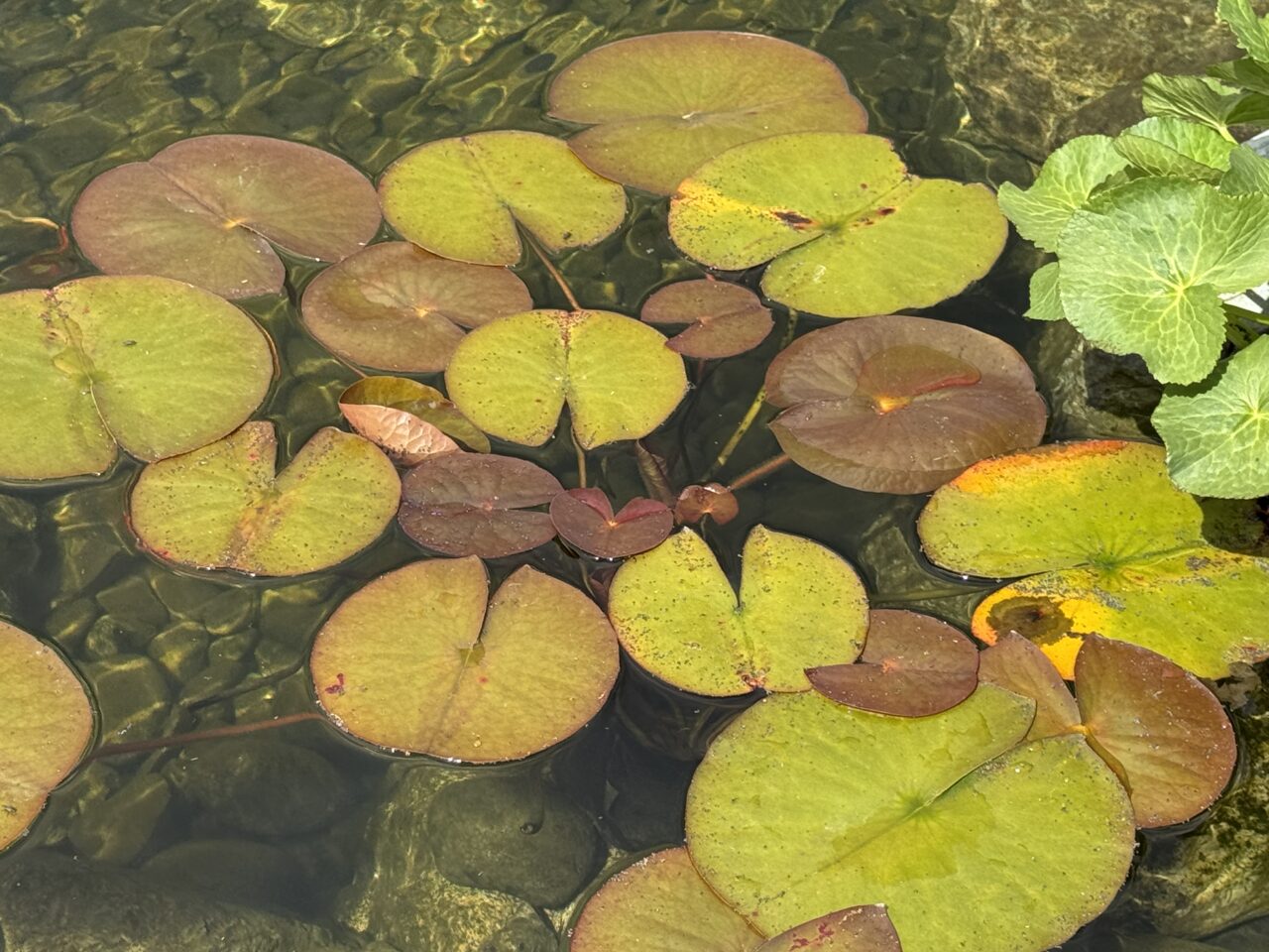 waterlillies