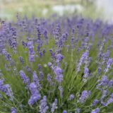 Lavender in Sequim WA